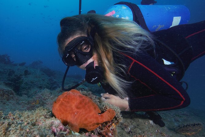 Diving tour in Isla del Caño for certified divers - Meet at Marisqueria Roberto’s and Work Around the 7:30am Start