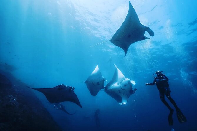 Diving with Manta Ray at Nusa Penida - Key things to know before you go