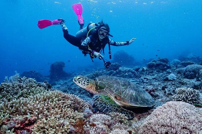 Diving with Manta Ray at Nusa Penida - Manta Point and Why Nusa Penida Beats a Typical Bali Day
