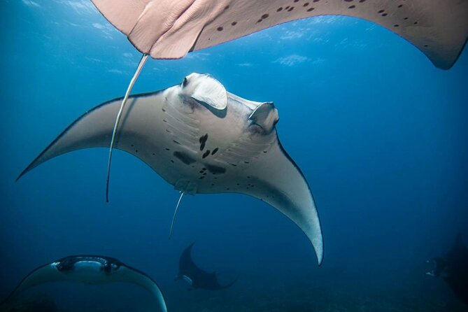 Diving with Manta Ray at Nusa Penida - Price and Value: What $120 Really Buys on Penida