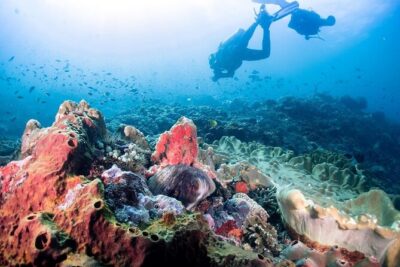 Diving with Manta Ray at Nusa Penida - Your 4-Hour Flow: What You’ll Do During the Two Scuba Sessions