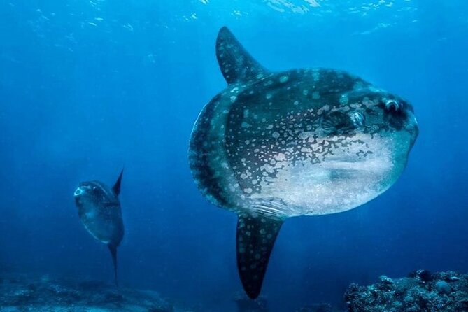 Diving with Manta Ray at Nusa Penida - What’s Included Underwater (Equipment, Staff, and the 2-Session Plan)