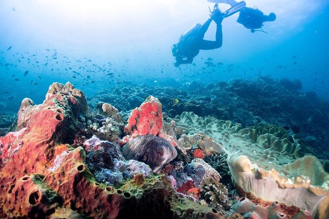 Diving with Manta Ray at Nusa Penida - Your 4-Hour Flow: What You’ll Do During the Two Scuba Sessions