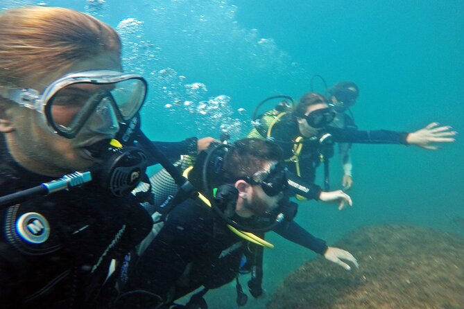 Diving with Turtles in Floripa - Turtles, fish, corals: what you can realistically hope to see