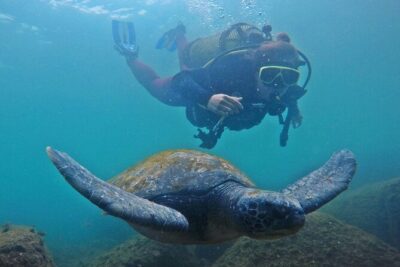 Diving with Turtles in Floripa - What you do in the water: gear, close coaching, and a first-timer-friendly flow