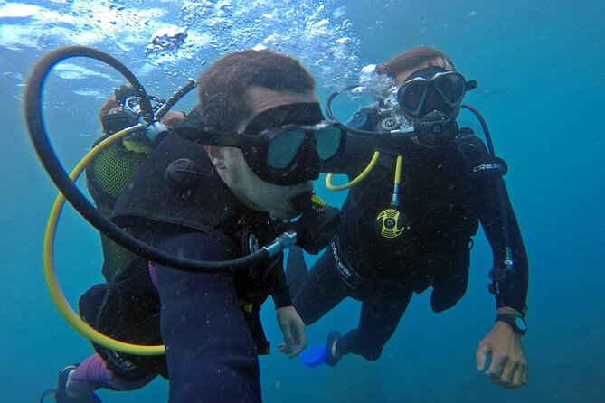 Diving with Turtles in Floripa - Price and value: about $97.82 with gear, fees, and boat transport