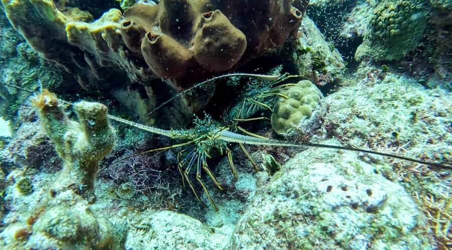diving without a license catalina island from punta cana - Catalina Island beach time: lunch, drinks, and recharging