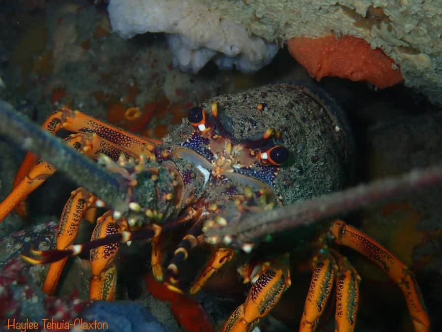 Double Boat Dive with Equipment - First underwater session: kelp gardens, rocky reefs, and macro surprises
