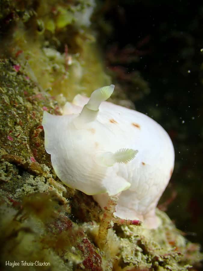 Double Boat Dive with Equipment - Who should book this Kaikoura double boat outing?