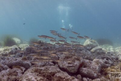 Double Discover Scuba Diving - Theory session: hand signals, safety basics, and what’s actually down there