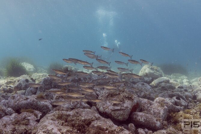 Double Discover Scuba Diving - Theory session: hand signals, safety basics, and what’s actually down there
