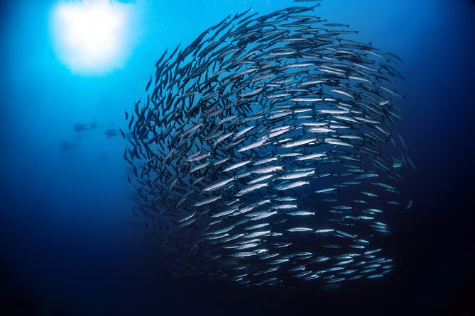 Double Dive Elba Island - Why Cavo and Elba’s national park waters are a great pairing