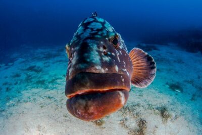 Double Dive Elba Island - Price reality check: what $96.13 includes and what costs extra