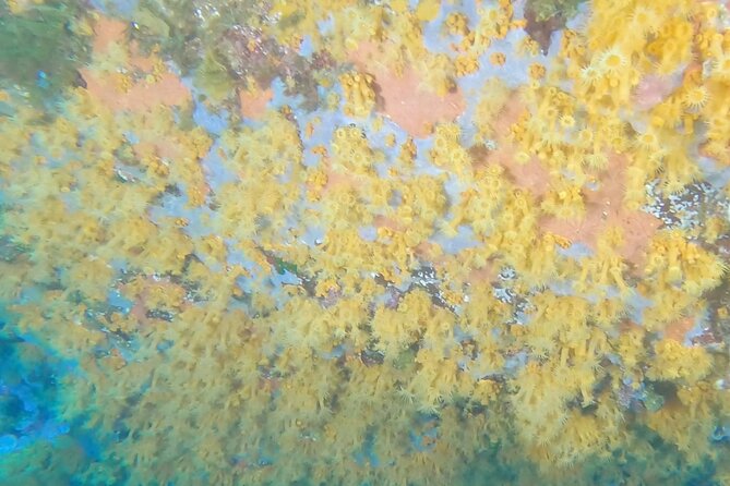 Double dive in the Capo Carbonara Marine Protected Area, for patents. - Key things to know before you go