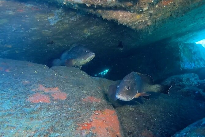 Double dive in the Capo Carbonara Marine Protected Area, for patents. - Capo Carbonara Marine Protected Area: what you’re paying for