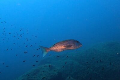 Double dive in the Capo Carbonara Marine Protected Area, for patents. - Two time slots in Villasimius: morning or afternoon