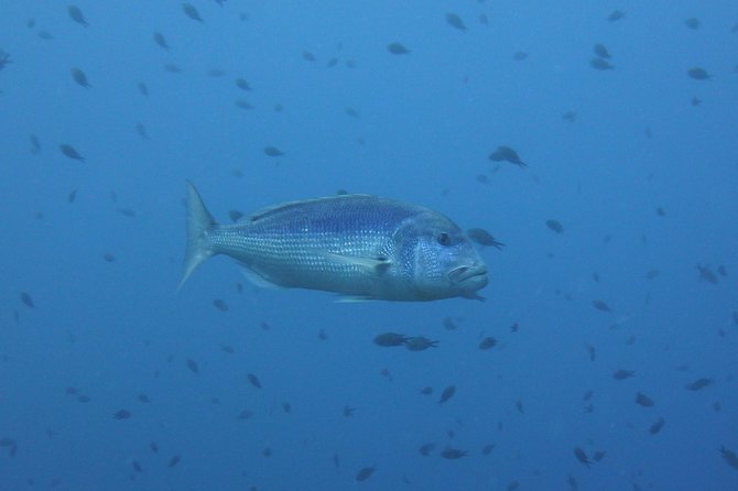 Double dive in the Capo Carbonara Marine Protected Area, for patents. - The underwater highlights: from Nave to a canyon route