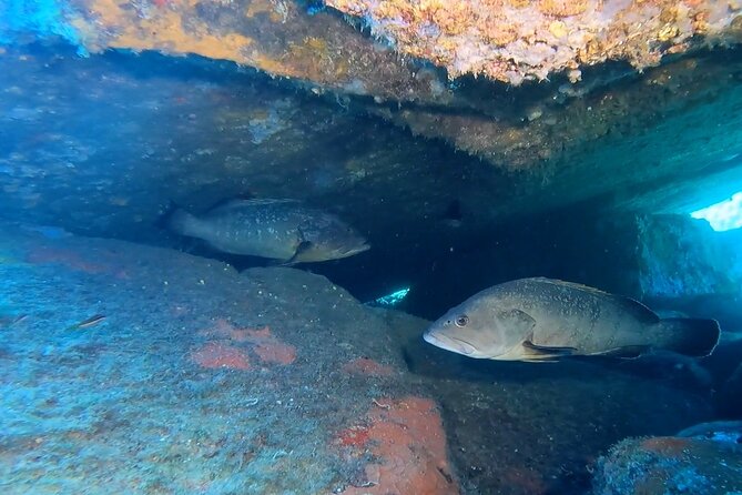 Double dive in the Capo Carbonara Marine Protected Area, for patents. - Between the two sessions: snacks, tea, and that fast learning curve