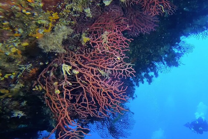 Double dive in the Capo Carbonara Marine Protected Area, for patents. - Equipment and comfort: rentals, suit style, and weight help