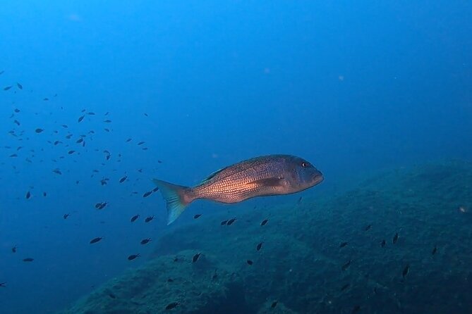 Double dive in the Capo Carbonara Marine Protected Area, for patents. - Two time slots in Villasimius: morning or afternoon