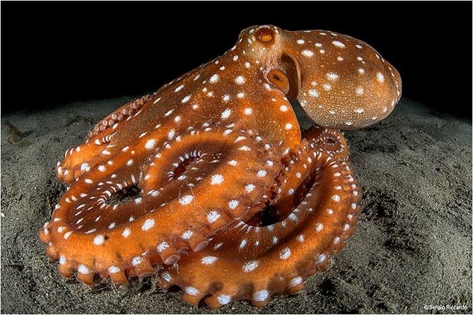 Double dive in the Punta Campanella Marine Protected Area - Massa Lubrense pickup: what your morning looks like