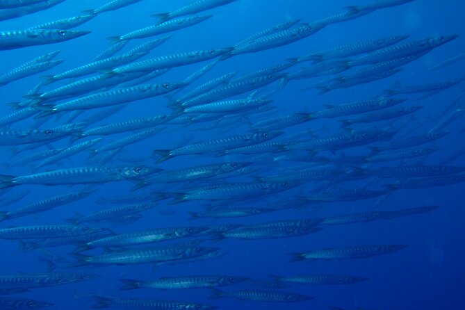 Double dive in the Punta Campanella Marine Protected Area - Who this experience fits best