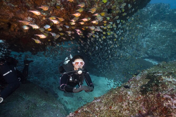 Double Dive to South Solitary Island Coffs Harbour - Key highlights worth knowing before you go