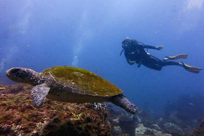 Double Dive to South Solitary Island Coffs Harbour - Who you’re diving with: the practical value of small groups