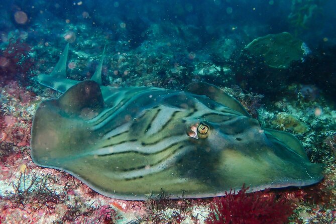 Double Dive to South Solitary Island Coffs Harbour - Marine life you can realistically hope to see (and why conditions matter)