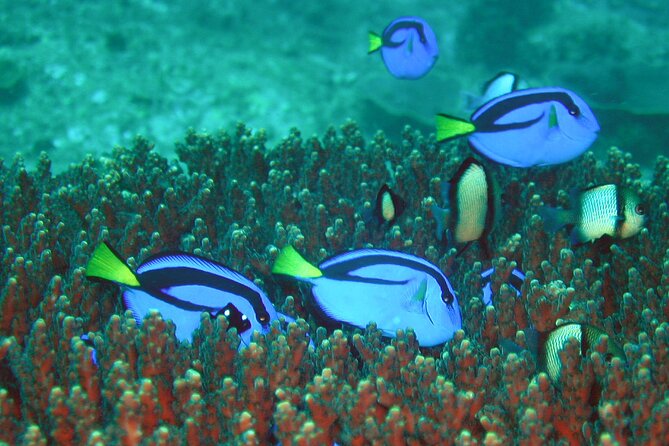 Double Dive to South Solitary Island Coffs Harbour - Gear and cost: what’s included versus what you must arrange