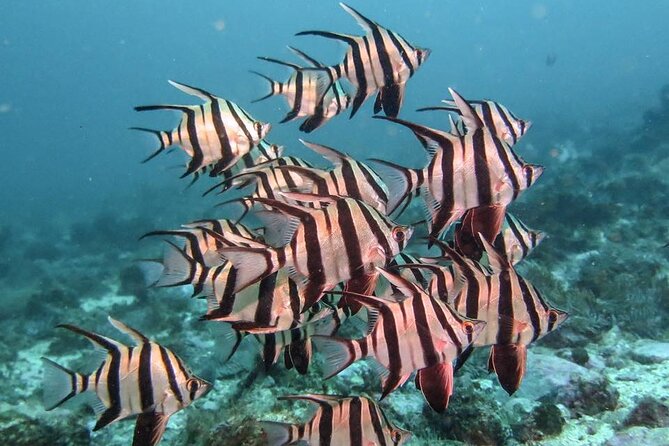Double Dive to South Solitary Island Coffs Harbour - Who this trip suits best (and who should look elsewhere)