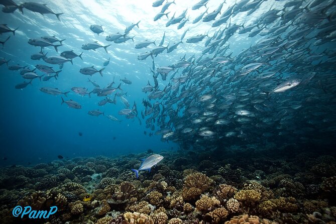 Double Diving Adventure Exploration for Certified Divers - Equipment is included: what you should care about