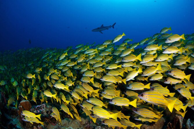 Double Diving Adventure Exploration for Certified Divers - What you’ll likely see: turtles, fish, skates, and reef life