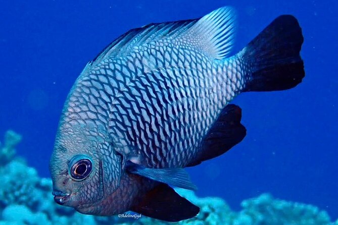 Double Diving Adventure Exploration for Certified Divers - Ocean vs lagoon: why the day can change (and that’s normal)