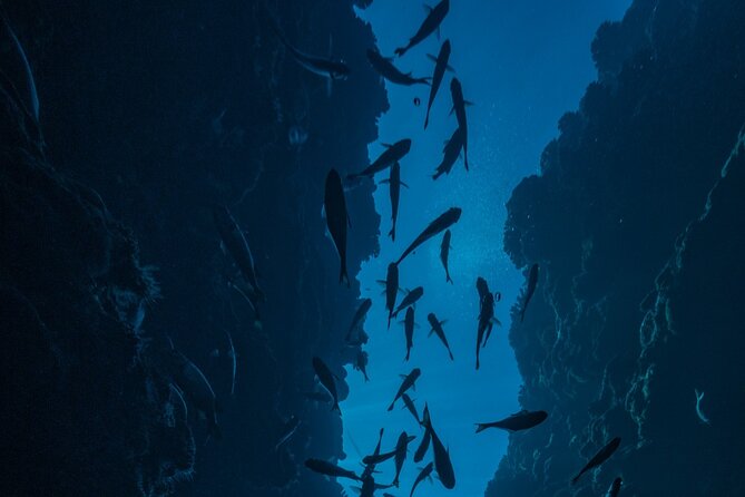 Double Diving Adventure Exploration for Certified Divers - Price and value: what $240.50 buys you here
