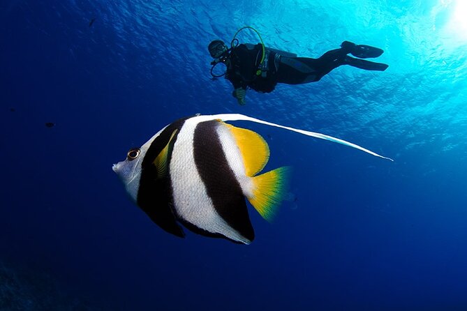Double Diving Adventure Exploration for Certified Divers - Meet-up at the InterContinental: easy start, real convenience