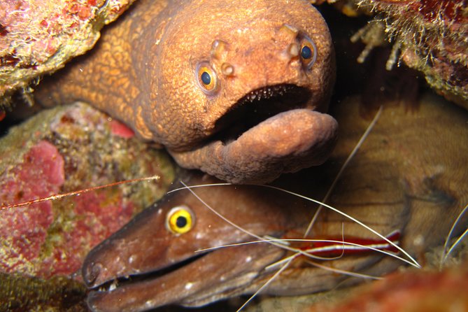 Double Diving in Sal Island - Half Day - Key things to know before you go