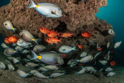 Double Diving in Sal Island - Half Day - The half-day rhythm: what 8:10 start and a 4-hour window really means