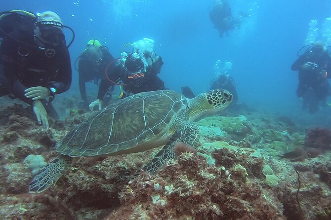 Double Diving in Sal Island - Half Day - Visibility (10–40 m) and how to think about sea conditions