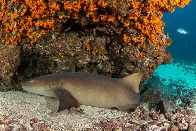 Double Diving in Sal Island - Half Day - Guides and instruction style: what makes the difference underwater