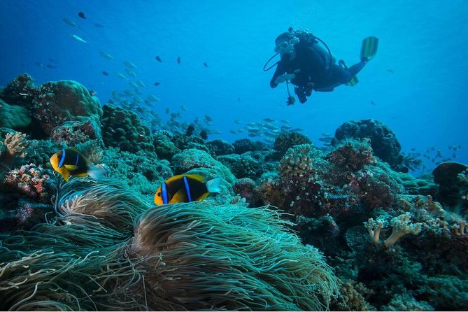Double dream dive on a Maritime Reserve - Small group size (max 6): the attention factor you’ll actually feel