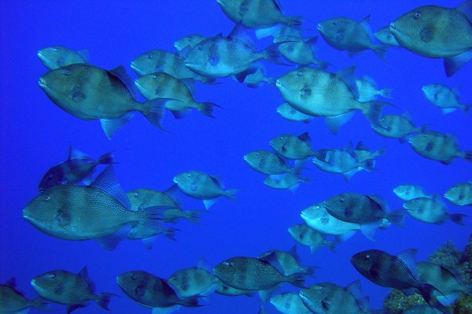 Double Scuba Diving - Two underwater sessions from São Miguel’s south coast