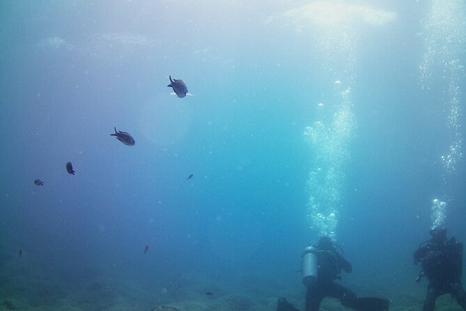 Double Shore Dive (certified divers) - Double shore scuba in Athens: why this short outing works