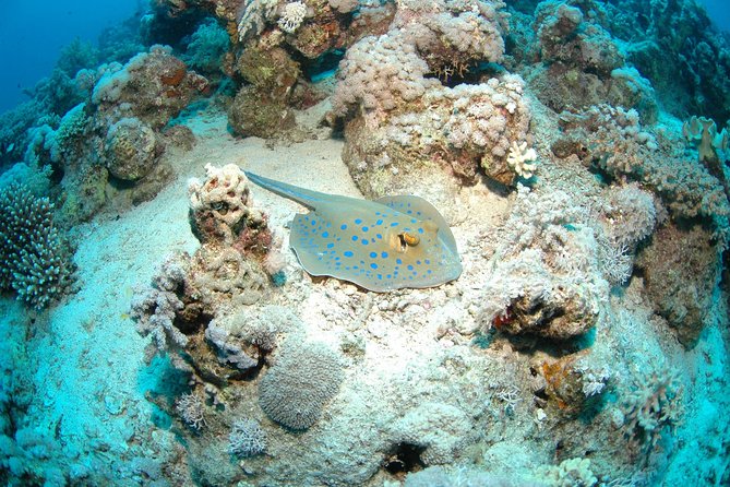 DSD "Discover Scuba Diving" (Min Age 10 Years) - Aqaba’s Beginner-Friendly Setup: What This Day Really Includes