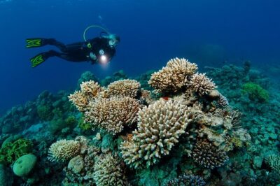DSD "Discover Scuba Diving" (Min Age 10 Years) - Getting Started at Sea Breeze in Aqaba: Meet-Up, Gear, and Pace