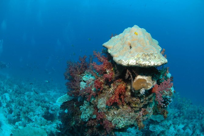 DSD "Discover Scuba Diving" (Min Age 10 Years) - Price and Value: Is $117.95 Fair for What You Get?