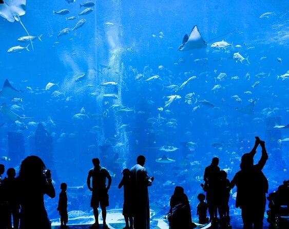 Dubai Lost Chambers Dive Discovery - Entering Atlantis Lagoon: What Makes This Aquarium Setup Special