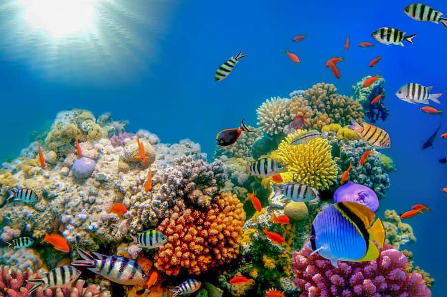 Dubai: PADI Open Water 18-Meter Diving Certification - A 3-Day Path From Home Theory to 18-Meter Skills