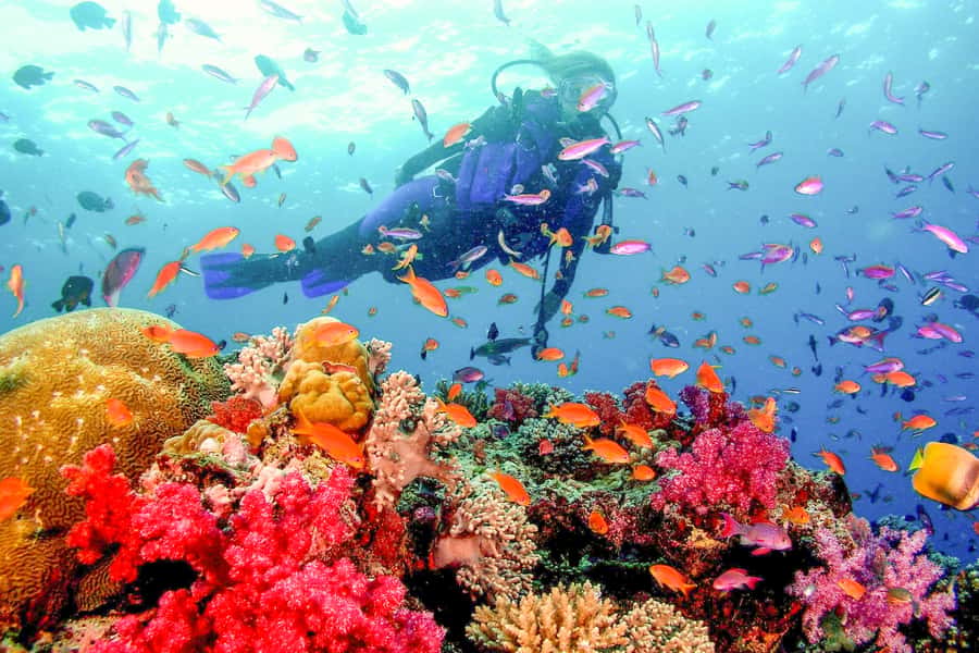 Dubai: PADI Open Water 18-Meter Diving Certification - Day-by-Day Flow in Dubai (and Why It’s Not Always Exactly 3 Consecutive Days)