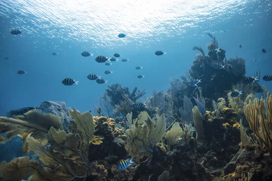 Dubai: PADI Open Water 18-Meter Diving Certification - Nemo Center at The Palm Jumeirah: Small Group Coaching That Matters